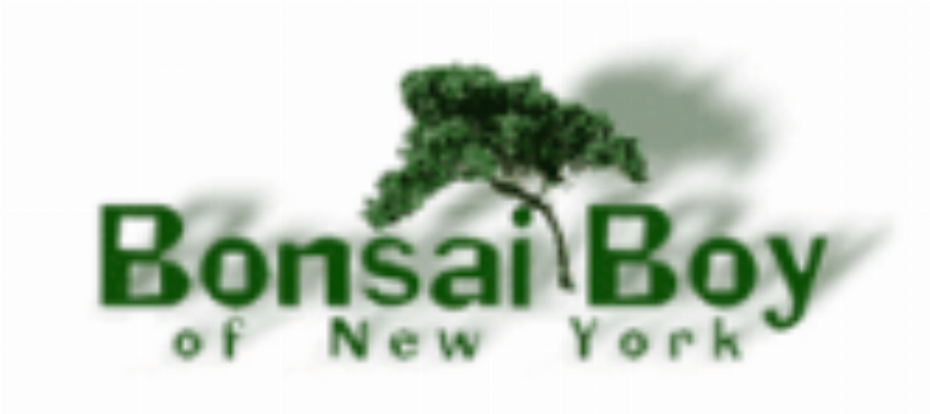 Bonsai Boy of New York